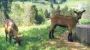 Ziegen - Bauernhof Bilgeri Hittisau