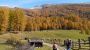 Almwege im Herbst