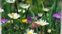 Sommerfrische