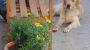 Hund und Katz - Grasboeck Bad Leonfelden