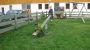 Haflingerhof Bild für Fotogalerie - Haflingerhof Kramsach