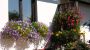 Blumenfenster
