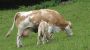Kalb