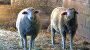 Roith Baby- Kinder und Biobauernhof