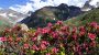 Alpenrosen blühen