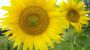 Sogar die Sonnenblumen strahlen um die Wette