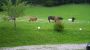 Am Ferienbauernhof/Ponyreiten/Pferdeschlitten Faistenau
