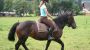 Am Ferienbauernhof/Reitmöglichkeit u. Ponyreiten Bild für Fotogalerie - Ferienwohnungen/Ponyreiten/Pferdeschlitten Faistenau