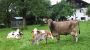 Baby und Kinderbauernhof "SIMMERL" - "SIMMERLHOF" Windischgarsten