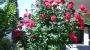 Blumen - Privatzimmer Dygruber Ebensee