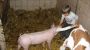 Unser Schweinchen - Schilift-Hotz Spital am Pyhrn