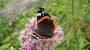 Natur pur