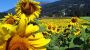 Sonnenblumenfeld bei Berg