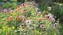 Blumen im Garten