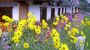 Aussenansicht im Sommer - Pension Urschnerhof Pertisau am Achensee