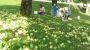 Obsternte
