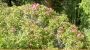 Sommer in den Bergen mit Alpenrosen - APART ANDREA Pfunds