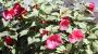 Riesenhibiscus 