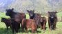 Galloways 