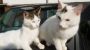 Katzen: Finn und Paula