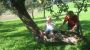 apple tree