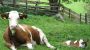 Tiere am Hof  - Biohof Maurachgut Bad Hofgastein