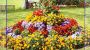 Blumenbeet