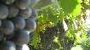 Our vineyard - AGRITUR GIRASOLE Arco