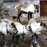 Rentiere