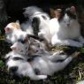Katzenfamilie - Bankwirt Pichl-Reiteralm