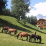 Bankwirt - Bankwirt Pichl-Reiteralm