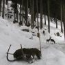 Rotwildfuetterung - Bankwirt Pichl-Reiteralm