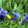Blumenwiese - Haus Marianne - Defereggental St. Jakob im Defereggental